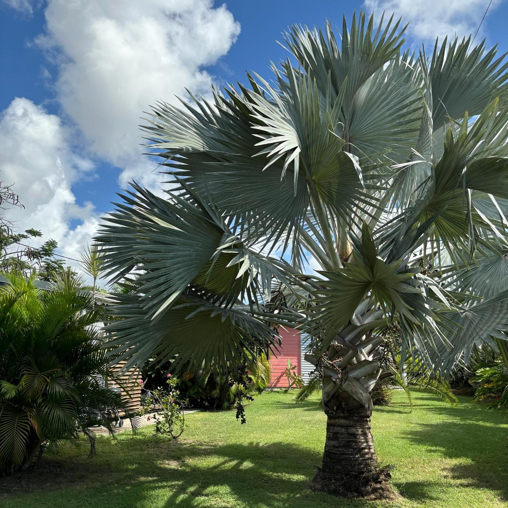 Kaz Et Palmiers Villa Saint-Francois  Exterior photo